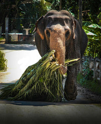 Sri Lanka Wahrzeichen - eSIM Datenplan erhältlich.