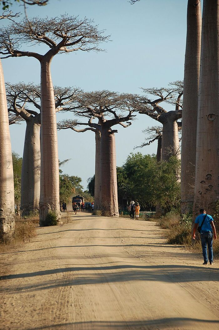 Madagaskar Wahrzeichen - eSIM Datenplan erhältlich.